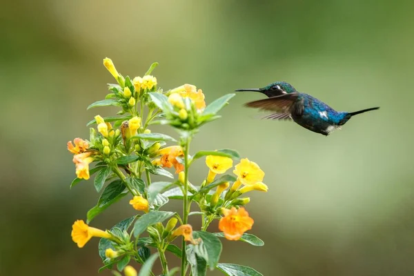 Endemic Santa Marta Woodstar Hovering Next Yellow Flowers Garden Hummingbird — стоковое фото