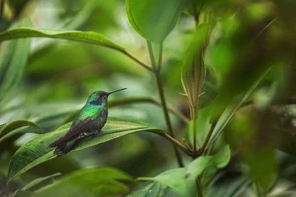 Zielony Fioletowy Ucho Siedzi Liść Koliber Lasów Tropikalnych Ekwador Ptaka — Zdjęcie stockowe