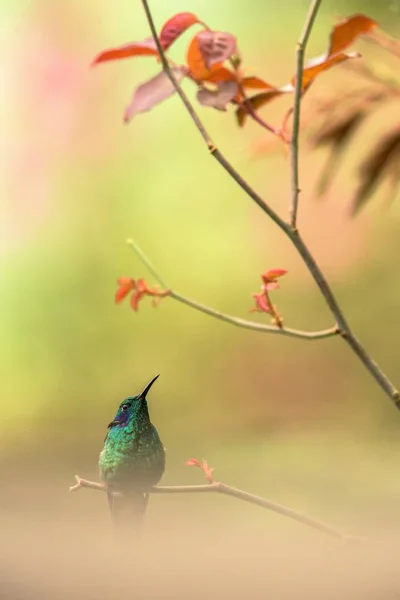 绿色紫罗兰耳朵坐在树枝上 蜂鸟从热带森林 鸟栖息 微小的鸟休息在热带雨林 清晰多彩的背景 野生动物 异国情调的冒险之旅 — 图库照片