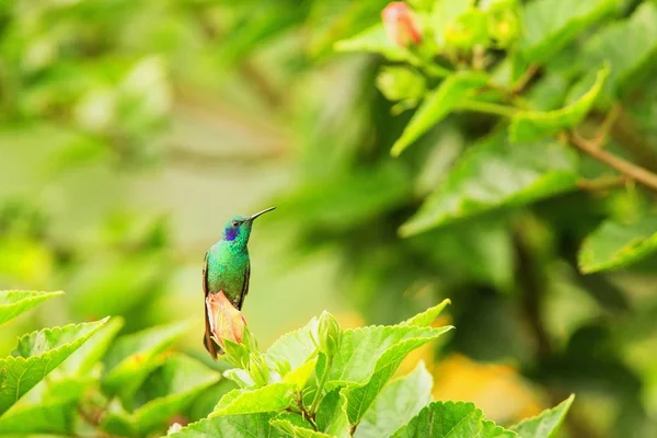Зеленое Фиолетовое Ухо Сидящее Цветке Колибри Тропического Леса Перу Птица — стоковое фото