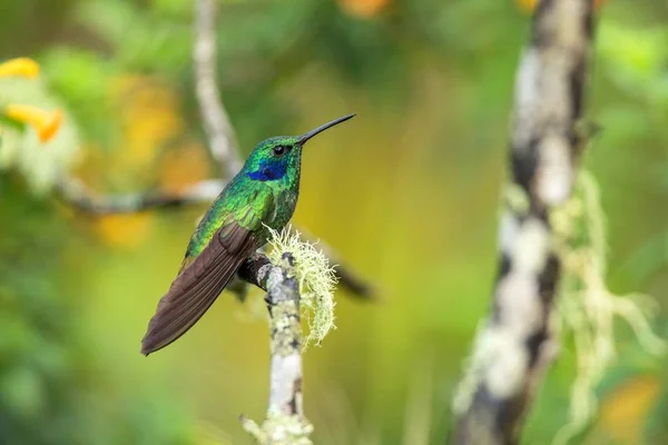 Orelha Violeta Verde Sentado Ramo Beija Flor Floresta Tropical Equador — Fotografia de Stock