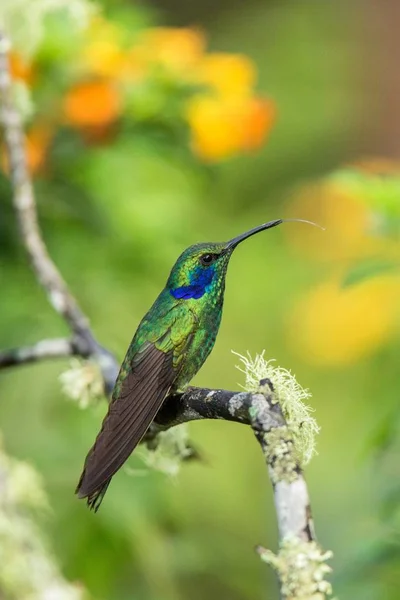 Green violet-ear sitting on branch, hummingbird from tropical forest,Ecuador,bird perching,tiny bird resting in rainforest,clear colorful background,nature,wildlife, exotic adventure trip