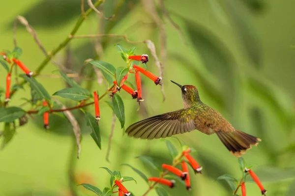 Endemiczne Koliber Unoszące Się Obok Czerwony Kwiat Deszczu Las Tropikalny — Zdjęcie stockowe