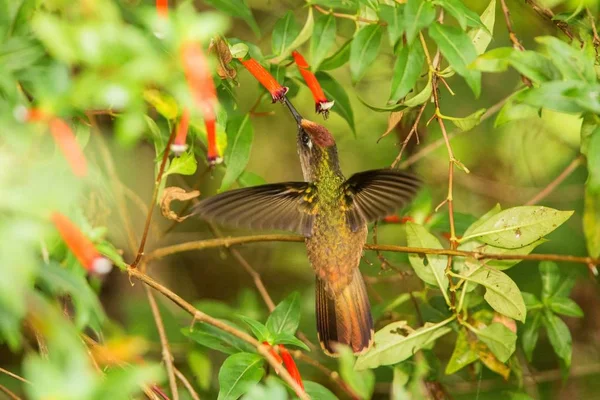 Эндемик Колибри Зависает Рядом Красным Цветком Дождем Тропический Лес Колумбия — стоковое фото