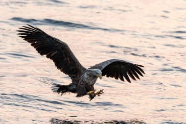 Ak kuyruklu kartal uçuş avcılık balık deniz, Hokkaido, Japonya, Haliaeetus albicilla, sahneden macera elinde su yüzey, yaban hayatı, balık yakalamak için amaçlayan büyük pençeleri olan görkemli deniz kartal
