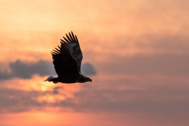 Ak kuyruklu kartal uçuş, Hokkaido, Japonya, gündoğumu, görkemli deniz Kartal, yaban hayatı sahne, duvar kağıdı, kartal silüeti bulutlarda ile renkli gökyüzü karşı uçan kartal kuş siluet izole.