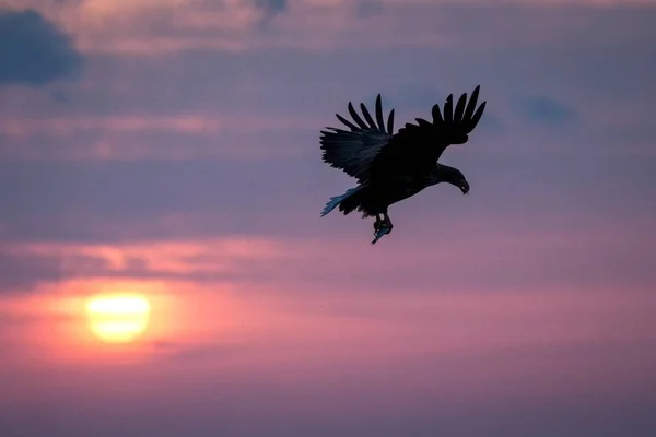 白尾鹰在飞行中 鹰带着一条刚刚从日本北海道的水中摘下的鱼 日出时的鹰剪影和鱼 雄伟的海鹰 野生动物的场景 — 图库照片