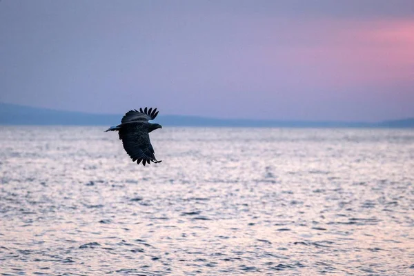 Zeearend Vlucht Eagle Vliegen Tegen Roze Hemel Hokkaido Japan Silhouet — Stockfoto