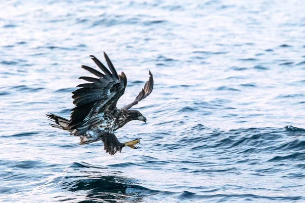日本海 北海道から狩猟飛び魚のオジロワシ Haliaeetus アマオブネ 水表面 野生動物のシーンは バードウォッチングの冒険からの魚をキャッチすることを目指して大きな爪を持つ雄大な海ワシ — ストック写真