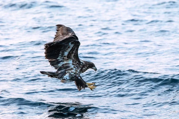 Орлан Білохвіст Польоті Полювання Риби Моря Хоккайдо Японія Haliaeetus Albicilla — стокове фото