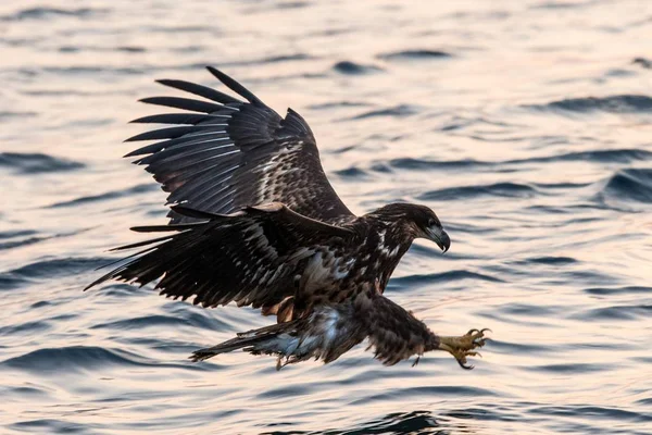 Águila Cola Blanca Vuelo Cazando Peces Del Mar Hokkaido Japón — Foto de Stock