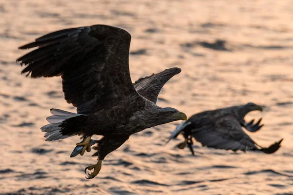 Águia Cauda Branca Voo Com Peixes Plugados Mar Nascer Sol — Fotografia de Stock