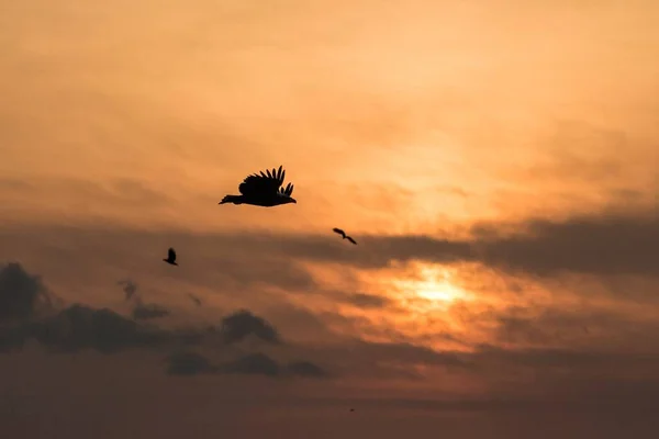 Θαλασσαετός Κατά Την Πτήση Αετό Που Πετάει Κατά Πολύχρωμο Ουρανό — Φωτογραφία Αρχείου