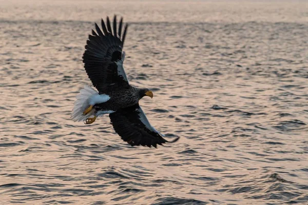 Águila Mar Steller Vuelo Amanecer Hokkaido Japón Majestuoso Águila Marina — Foto de Stock
