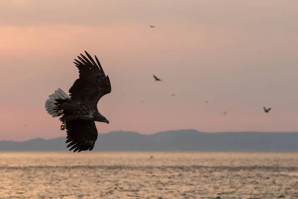 Águila Cola Blanca Vuelo Amanecer Con Isla Fondo Hokkaido Japón — Foto de Stock