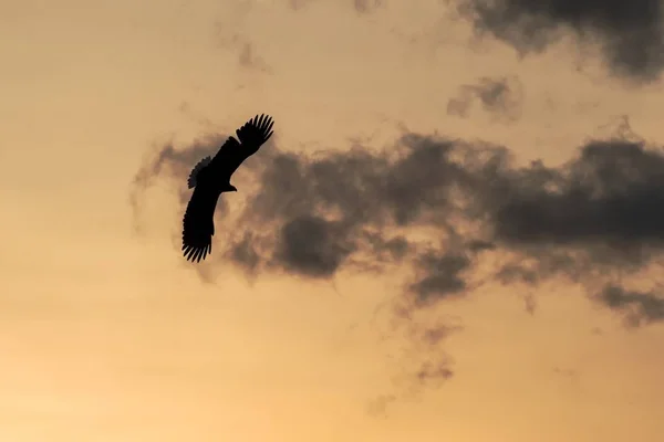 White Tailed Eagle Flight Eagle Flying Colorful Sky Clouds Hokkaido — Stock Photo, Image