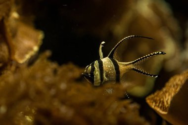 Banggai Apogon sadece Sulawesi çevresinde bulundu, Endonezya, balık ile güzel dikilmiş tropikal akvaryum, tuz su deniz balığı