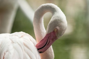 Hayvanat bahçesinde Pembe Flamingo, Solo Flamingo (Phoenicopterus) onun tüyler, gölet yakın güzel beyaz pembemsi kuş, onun enrironment içinde su kuşu, portre, kuş büyük Gaga ile yakın damat