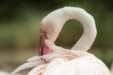 Hayvanat bahçesinde Pembe Flamingo, Solo Flamingo (Phoenicopterus) onun tüyler, gölet yakın güzel beyaz pembemsi kuş, onun enrironment içinde su kuşu, portre, kuş büyük Gaga ile yakın damat