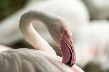 Hayvanat bahçesinde Pembe Flamingo, Solo Flamingo (Phoenicopterus) onun tüyler, gölet yakın güzel beyaz pembemsi kuş, onun enrironment içinde su kuşu, portre, kuş büyük Gaga ile yakın damat