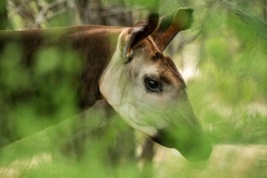 Okapi (Okapia johnstoni), forest giraffe or zebra giraffe, artiodactyl mammal native to jungle or tropical forest, Congo, Central Africa, beautiful animal with white stripes in green leaves, portrait