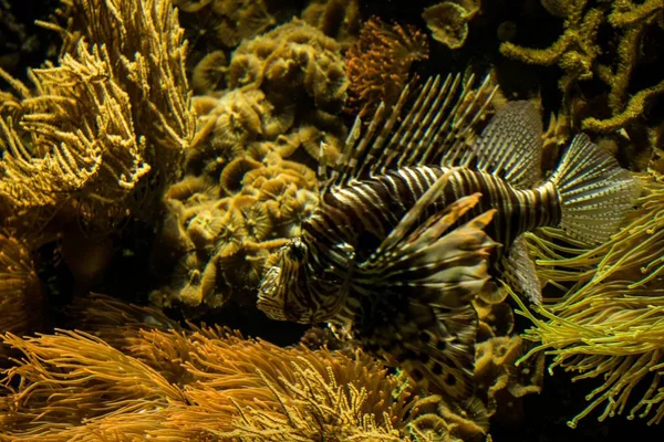 Red Lionfish Pterois Volitans Jadowniczy Rafy Koralowej Sól Morska Ryby — Zdjęcie stockowe