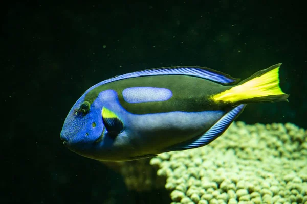 Coral reef fish pacific blue tan paracanthurus hepatus, oral reef fish, Salt water marine fish, beautiful blue fish with yellow tail, tropical corals in background, aquarium, wallpaper