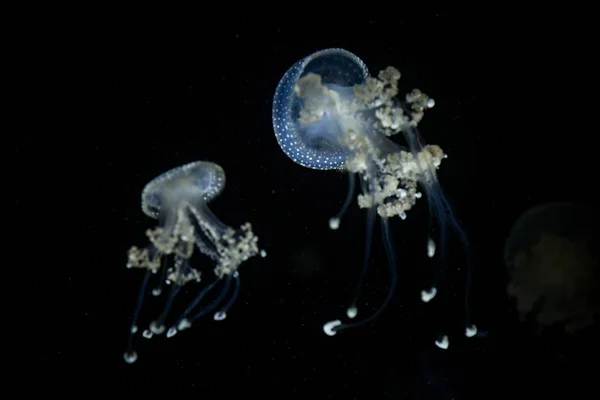 Fehér Medúza Phyllorhiza Punctata Elterjedt Medúza Fajok Található Atlanti Óceán — Stock Fotó