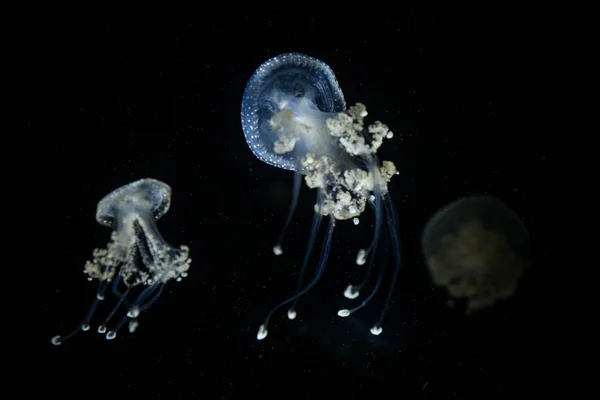 반점이 해파리 해파리 대서양 태평양 배경에 수족관에서 해파리에서 — 스톡 사진