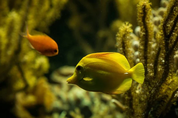 黄色的唐 珊瑚礁鱼 海水海鱼 美丽的黄色鱼与热带珊瑚的背景 水族馆 — 图库照片