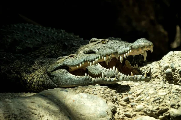 Crocodylus Niloticus 아프리카에서 거짓말을 아프리카 악어입니다 동물원 치아의 입으로 가득한 — 스톡 사진