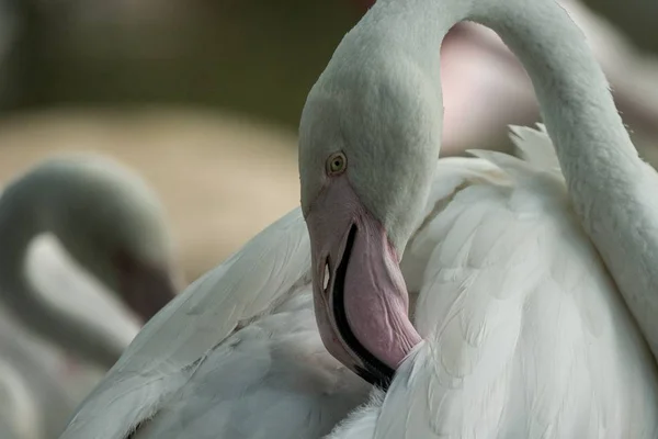 Flamingo Roz Grădina Zoologică Flamingo Solo Phoenicopterus Îngrijindu Penele Pasăre — Fotografie, imagine de stoc