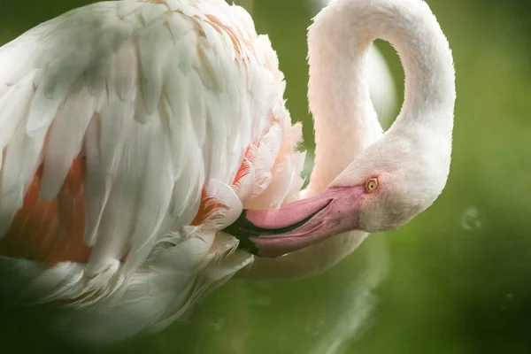 Flamingo Roz Grădina Zoologică Flamingo Solo Phoenicopterus Îngrijindu Penele Pasăre — Fotografie, imagine de stoc