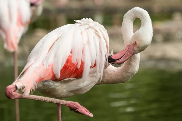 Flamingo Roz Grădina Zoologică Flamingo Solo Phoenicopterus Îngrijindu Penele Pasăre — Fotografie, imagine de stoc