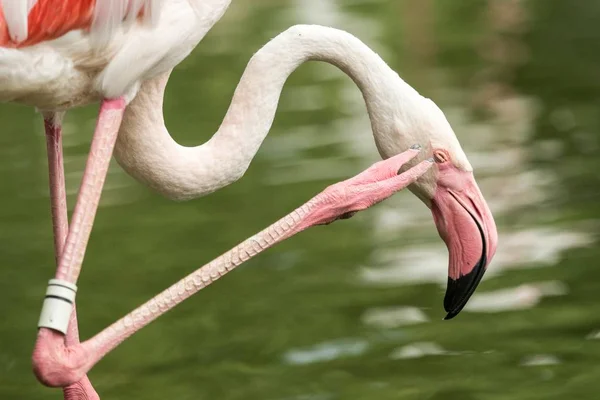 Flamingo Roz Grădina Zoologică Flamingo Solo Phoenicopterus Îngrijindu Penele Pasăre — Fotografie, imagine de stoc