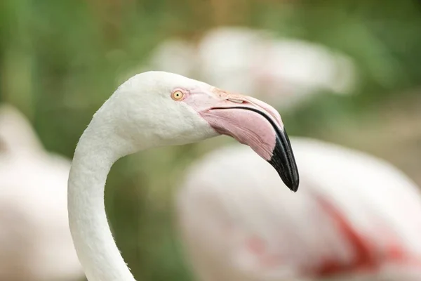 Vaaleanpunainen Flamingo Eläintarhassa Soolo Flamingo Muotokuva Phoenicopterus Kaunis Valkoinen Punertava — kuvapankkivalokuva