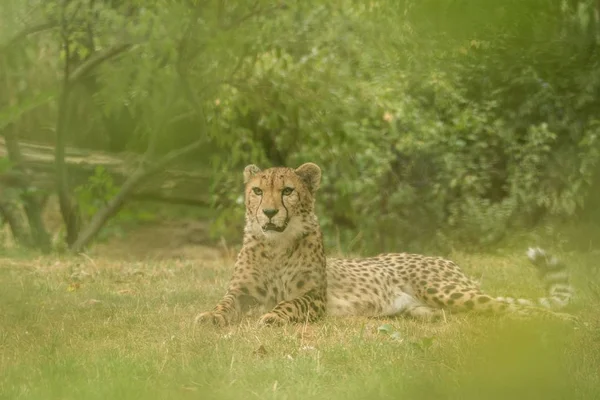 Cheetah (Acinonyx jubatus), beautiful cat in captivity at the zoo, big cat lying on grass, elegant african predator