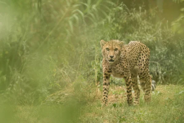 Cheetah Acinonyx Jubatus Beau Chat Captivité Zoo Grand Chat Allongé — Photo