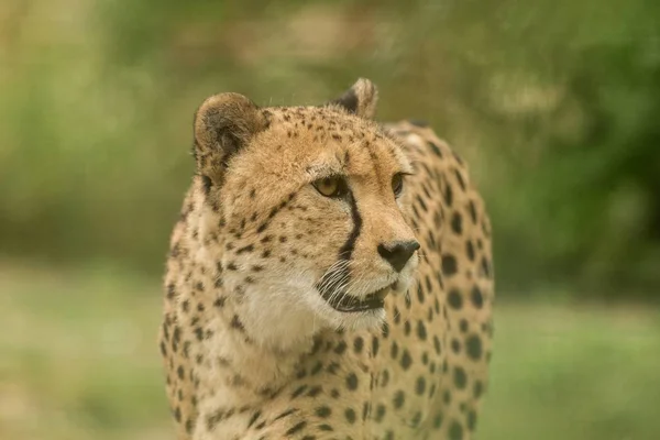 Cheetah Acinonyx Jubatus Beau Chat Captivité Zoo Grand Chat Marchant — Photo