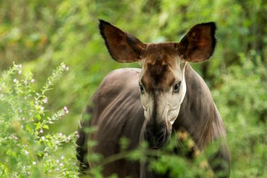 Okapi (Okapia johnstoni), forest giraffe or zebra giraffe, artiodactyl mammal native to jungle or tropical forest, Congo, Central Africa, beautiful animal with white stripes in green leaves, portrait