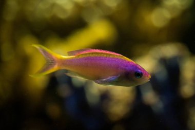 Mor Kraliçe anthias, Pseudanthias tuka, mercan resif balığı, tuzlu su deniz balığı, arka plan, akvaryum, duvar kağıdı tropikal mercanlar ile güzel pembe ve sarı balık