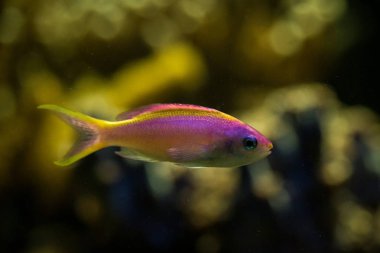 Mor Kraliçe anthias, Pseudanthias tuka, mercan resif balığı, tuzlu su deniz balığı, arka plan, akvaryum, duvar kağıdı tropikal mercanlar ile güzel pembe ve sarı balık