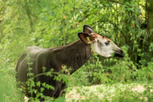 오카피 Okapi 얼룩말 아프리카 줄무늬가 동물의 원주민 포유류 초상화 — 스톡 사진