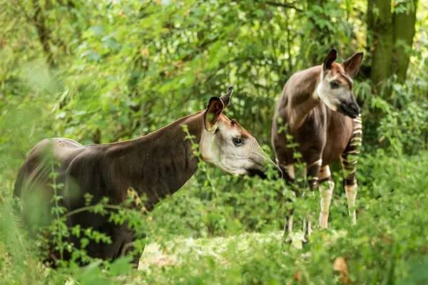 Okapi (Okapia johnstoni), forest giraffe or zebra giraffe, artiodactyl mammal native to jungle or tropical forest, Congo, Central Africa, beautiful animal with white stripes in green leaves, portrait