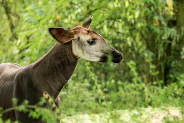 오카피 Okapi 얼룩말 아프리카 줄무늬가 동물의 원주민 포유류 초상화 — 스톡 사진