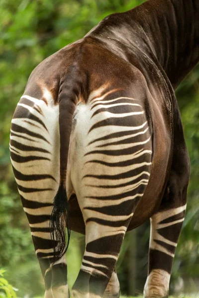 Okapi (Okapia johnstoni), orman zürafa, buttom üzerinde sptripes, çizgili desen, Kongo, Afrika, yeşil yaprakları beyaz çizgili güzel hayvan