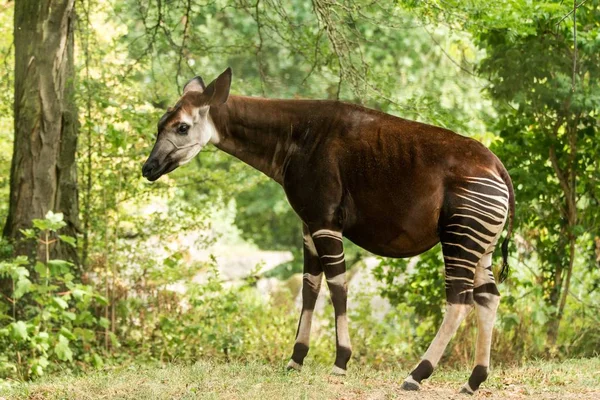 Okapi (Okapia johnstoni), orman zürafa, orman veya tropikal orman, Kongo, Orta Afrika, yeşil yaprakları beyaz çizgili güzel hayvan, tüm vücut artiodactyl memeli yerli