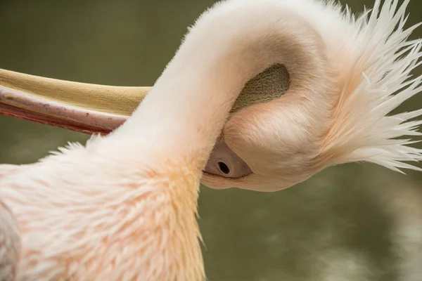 Pelican Pelecanus Onocrotalus Grădina Zoologică Pelican Solo Îngrijirea Penele Sale — Fotografie, imagine de stoc