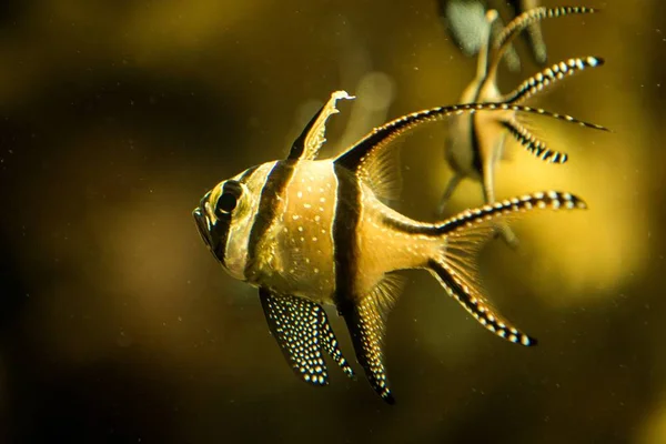 Banggai Cardinalfish Encontrado Apenas Torno Sulawesi Indonésia Belo Aquário Tropical — Fotografia de Stock