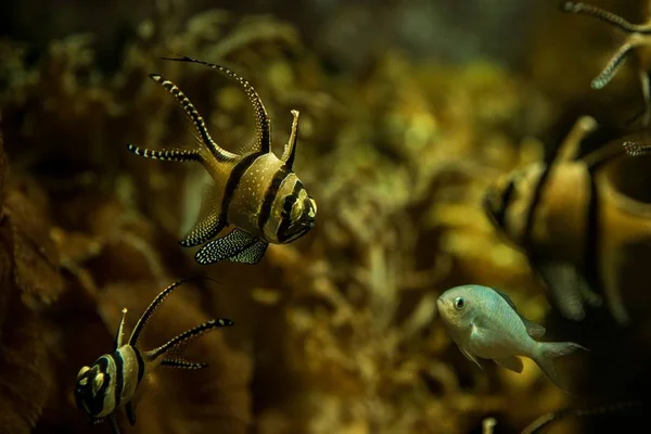 Banggai Carnalfish Знайдено Тільки Навколо Сулавесі Індонезія Красиві Посадили Тропічний — стокове фото